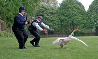 Hot Fuzz - Zwei abgewichste Profis / DVD