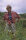 Jurassic Park / DVD