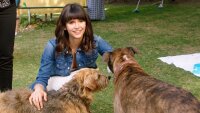 Dog Days - Herz, Hund, Happy End! / DVD