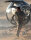 Oblivion / DVD