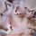 Poliça – Madness - Vinyl, LP - NM (Near Mint) wie Neu