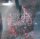 Spidergawd– VII- Red w/Black Vinyl + Single Vinyl 7" + CD, LP- M (Mint) Brandneu