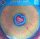 Various – Summer Of Love - Yellow Marbled Vinyl, LP, Limited - M (Mint) Brandneu