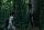 The Forest - Verlass nie den Weg / Mediabook-BluRay + DVD * Nagelneu Versiegelt
