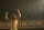 The Wrestler / DVD