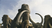10.000 BC / DVD - Guter Zustand