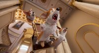 Royal Corgi - Der Liebling der Queen / DVD - Top Zustand