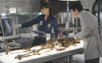 Bones - Season 6  [6 DVDs] - Top Zustand