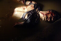 Rogue - Im falschen Revier / DVD